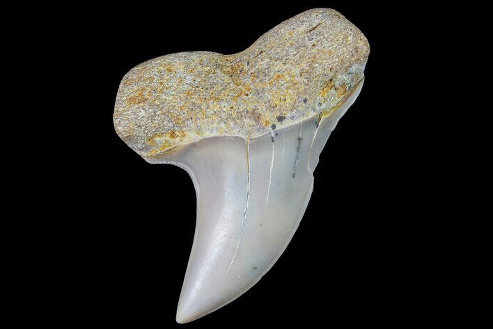 Fossil Shark Tooth (Carcharodon planus) - Bakersfield, CA #178294